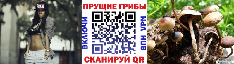 Псилоцибиновые грибы Cubensis  Дальнегорск 